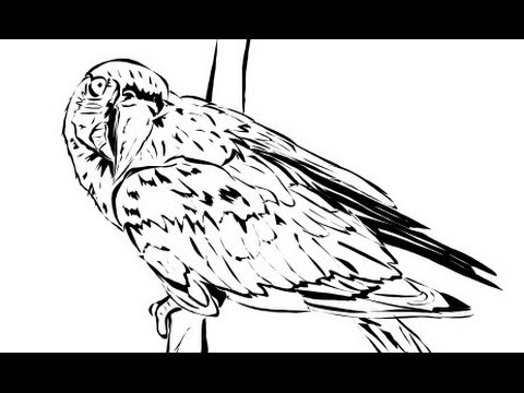480x360 How To Draw A Parrot Yzarts Yzarts