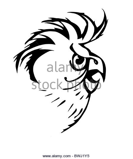 451x540 Parrot Sketch Black And White Stock Photos Amp Images
