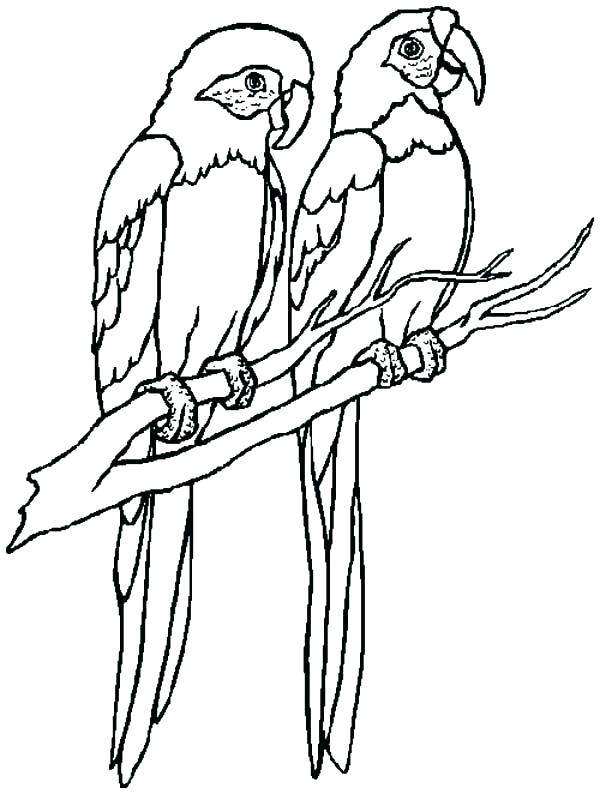 600x794 Pictures Of Parrots To Color Step 3 Pictures Of Parrots To Color