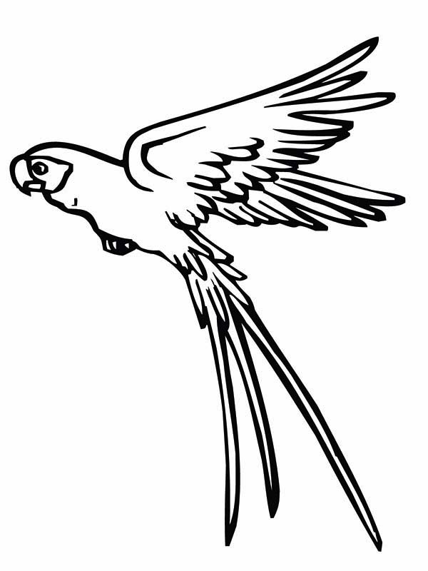 600x800 Parrot Is Flying Coloring Page