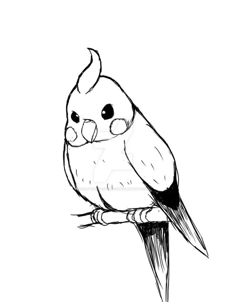 774x1032 Drawn Parakeet Cute