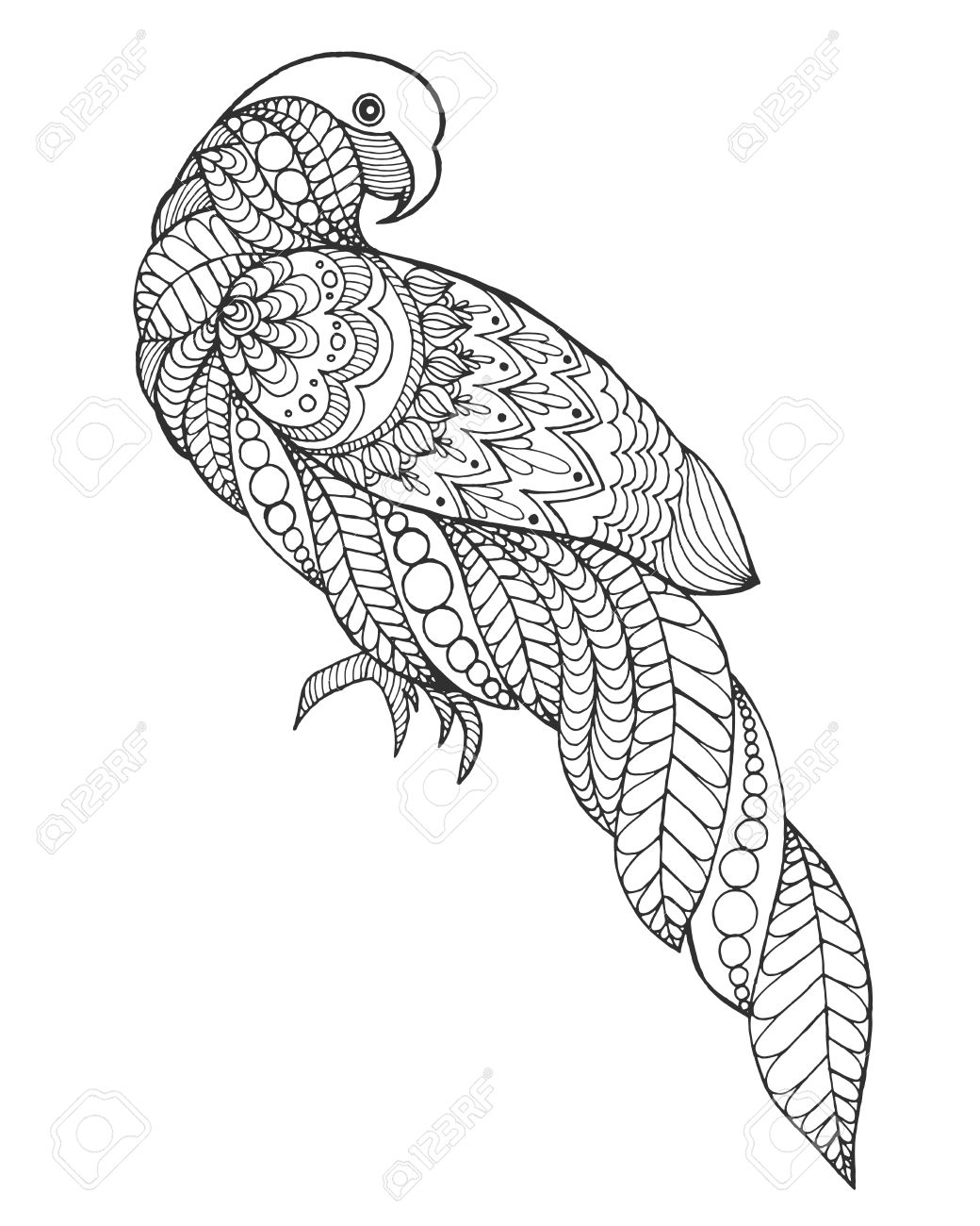 1040x1300 Drawn Parrot Stylized