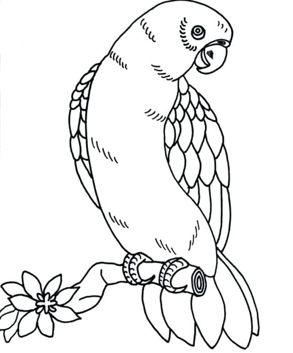 580x698 Here Are Birds Coloring Pages Pictures Bird Coloring Page Parrot