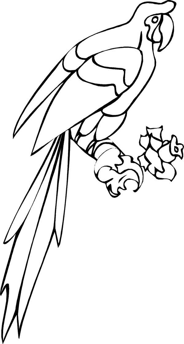 600x1123 Long Tail Parrot Coloring Page