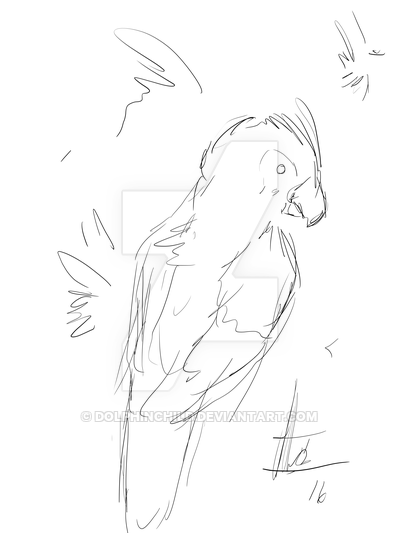 400x533 Parrot Sketch By Dolphinchild