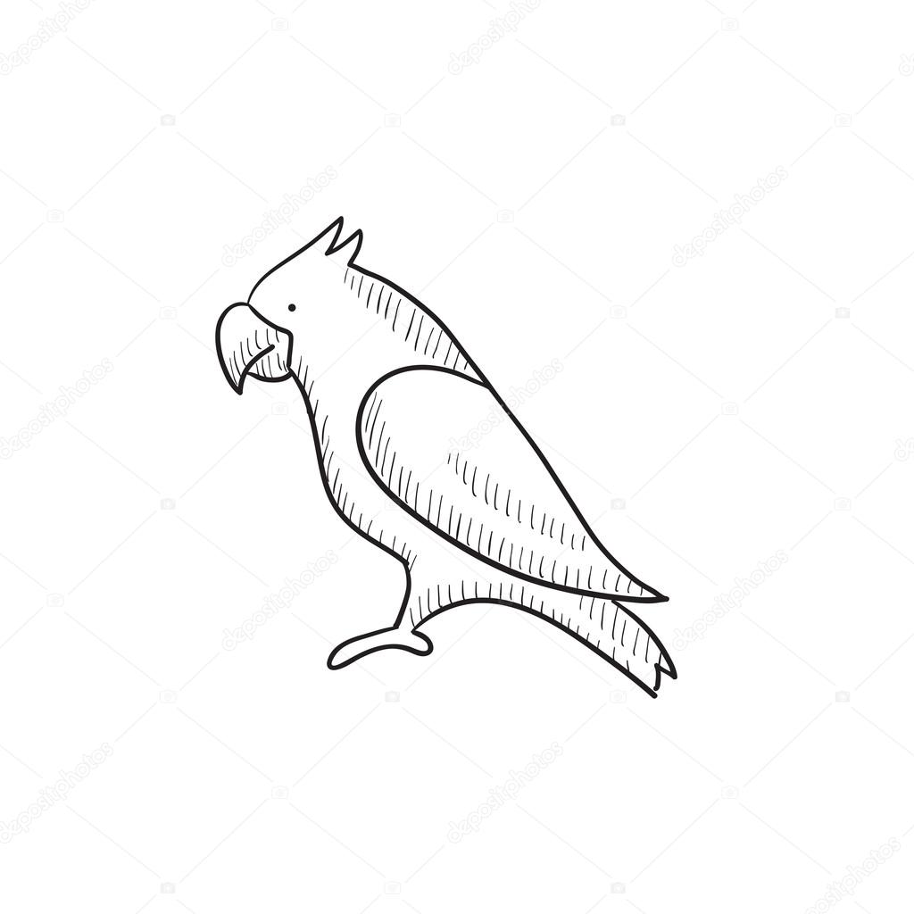 1024x1024 Parrot Sketch Icon. Stock Vector Rastudio