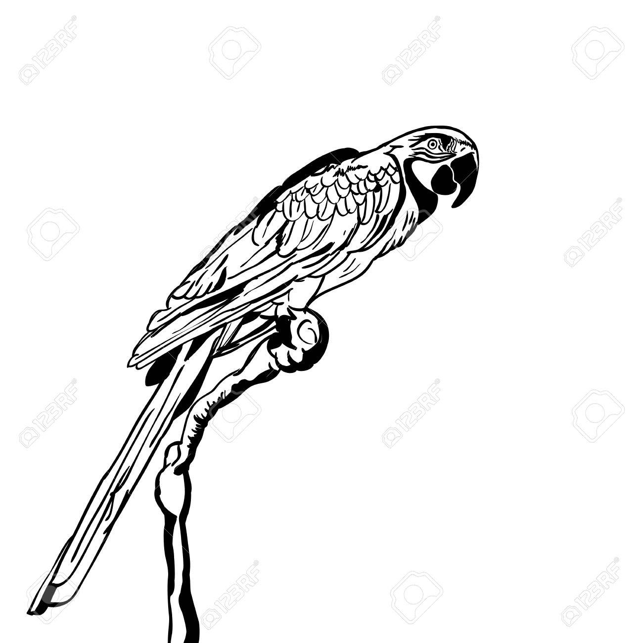 1300x1300 Vector Hand Drawn Illustration Of Tropical Parrot Bird. Isolated