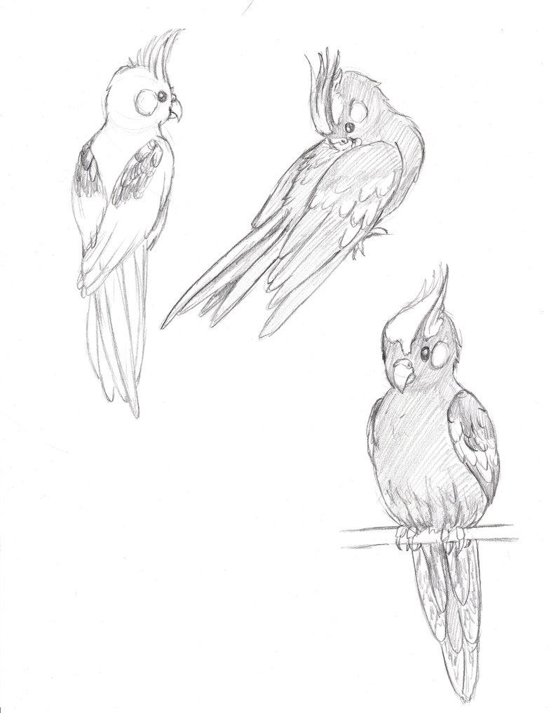 786x1017 Cockatiel Sketches By Nozomi Neko