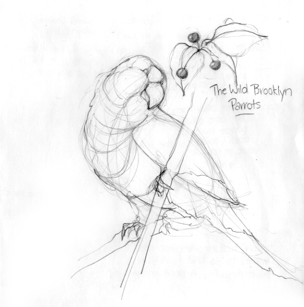 602x608 First Look Sketches Of The Brooklyn Parrots Walking In Public