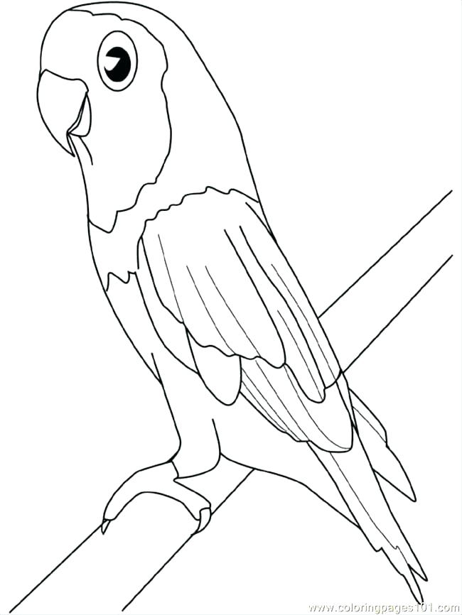 650x866 Here Are Parrot Coloring Pages Images Coloring Pages Parrot Great