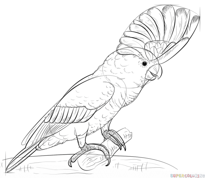 662x575 How To Draw A White Cockatoo Step By Step Drawing Tutorials