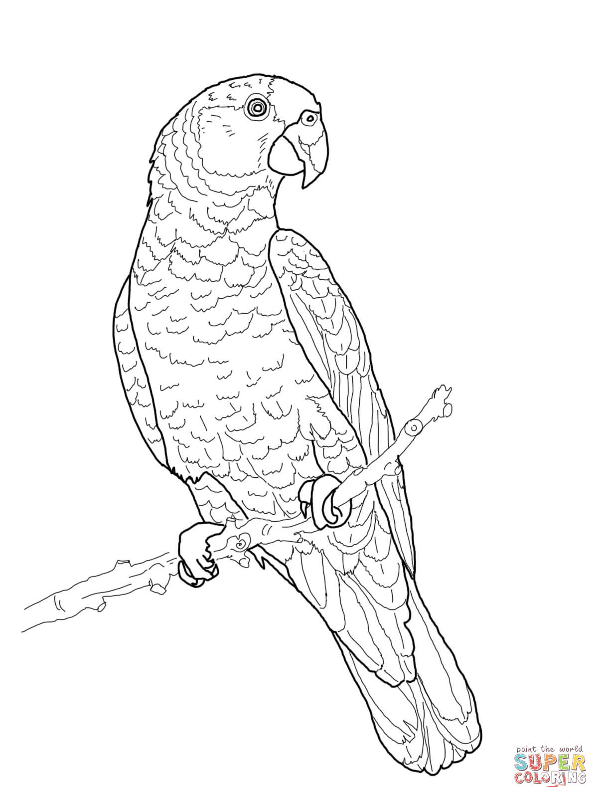 1200x1600 Imperial Amazon Parrot Coloring Page Free Printable Coloring Pages