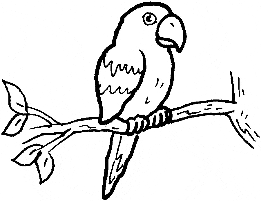 900x691 Last Chance Parrot Coloring Pages Parrots Free