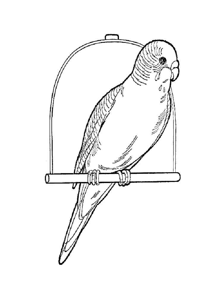 750x1000 Parrot Coloring Pages. Download And Print Parrot Coloring Pages