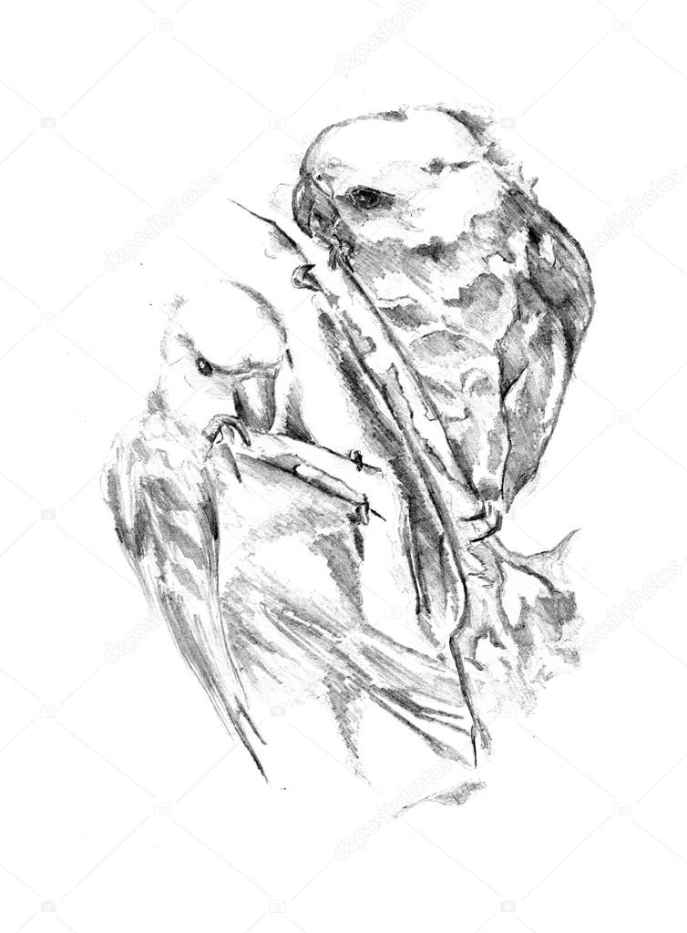 754x1024 Parrots Drawing Art Illustration Stock Photo Maxtor7777