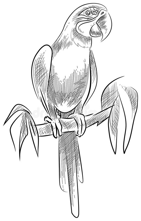 577x900 Coloring Pages Parrot Drawing Picture Simple How To Draw Parrots