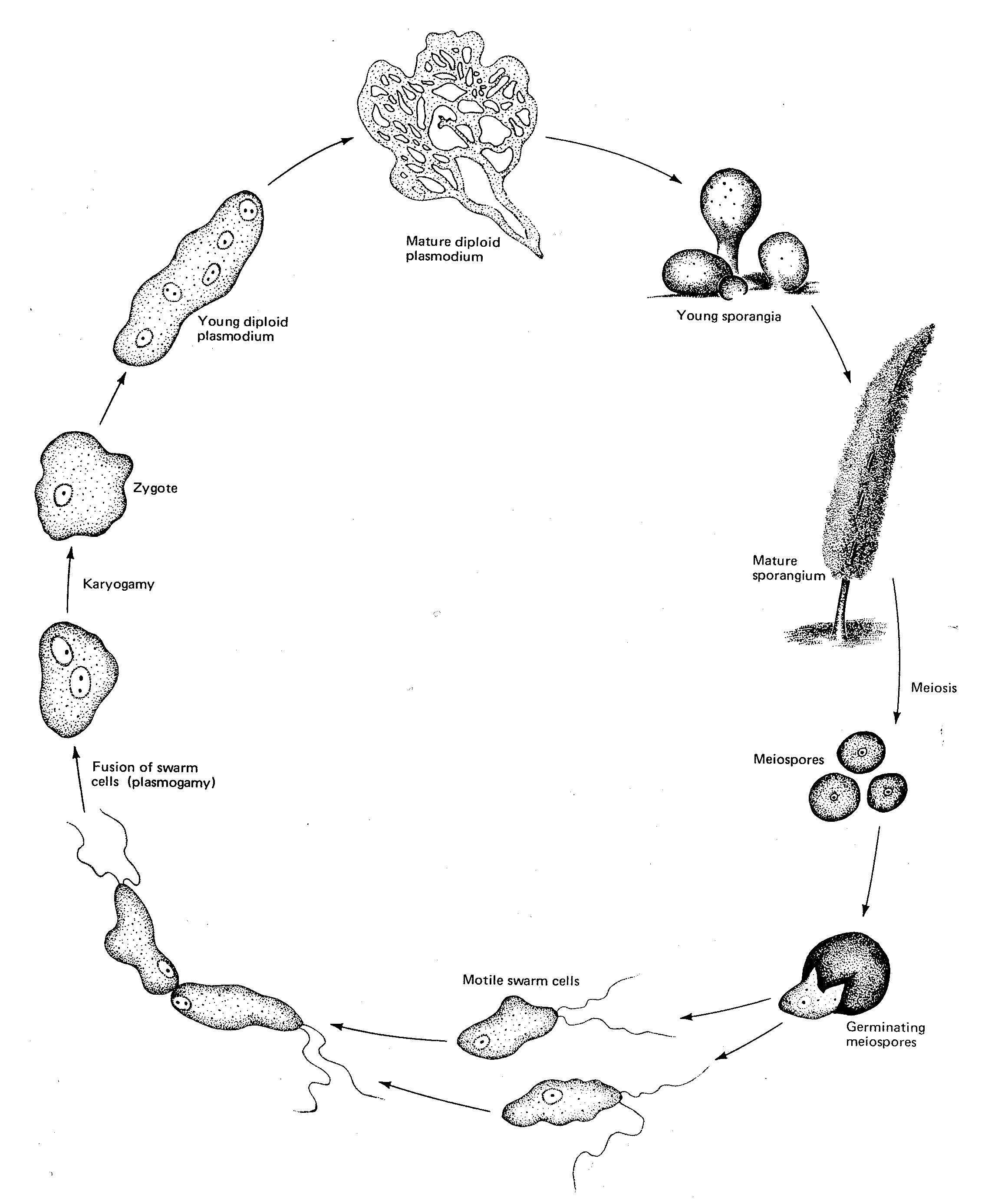 2299x2772 Biology 318g