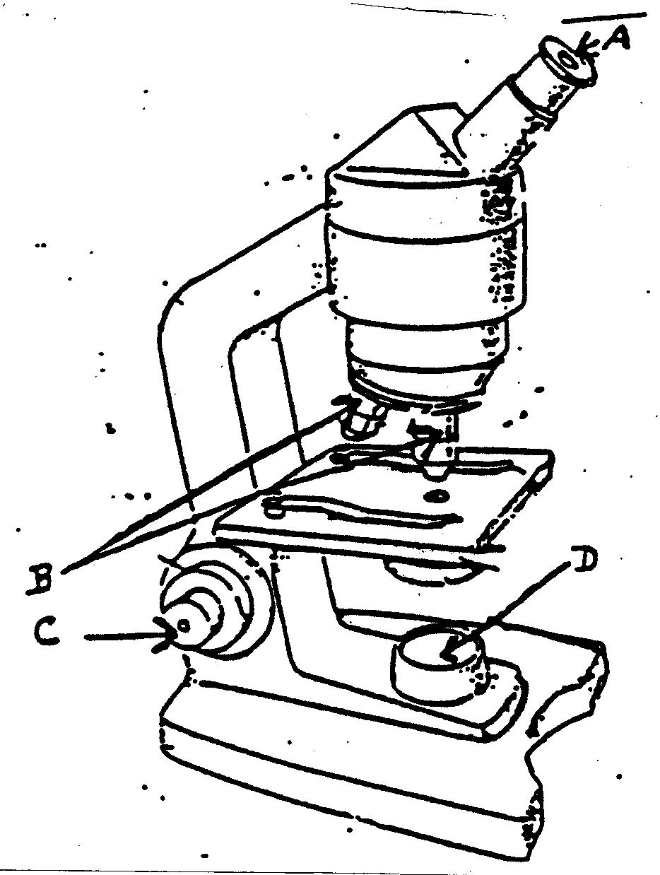 934x1238 Free Printable Microscope Diagram Printable Diagram