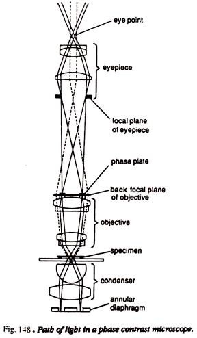 288x494 Microscope Types Of Microscope