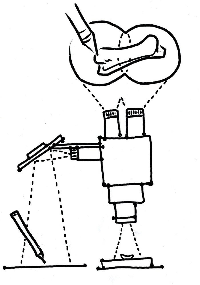700x997 Smithsonian Fossilab Projects
