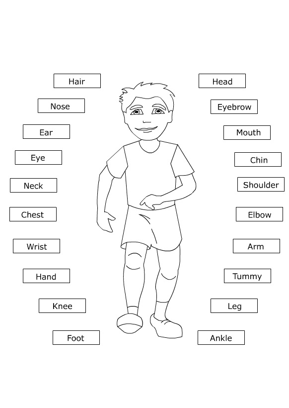 Parts Of The Body Drawing at GetDrawings | Free download