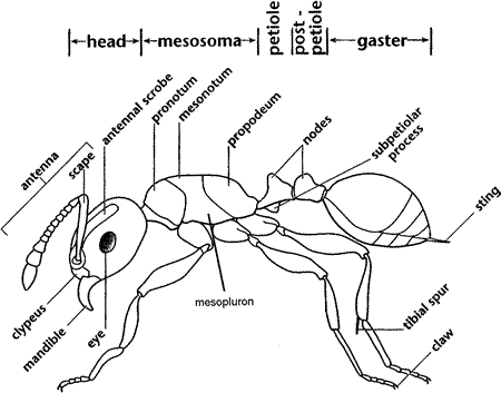 450x353 Body Parts Key To Ants Of Nz Manaaki Whenua