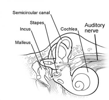 Parts Of The Ear Drawing at GetDrawings | Free download