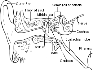 Parts Of The Ear Drawing at GetDrawings | Free download