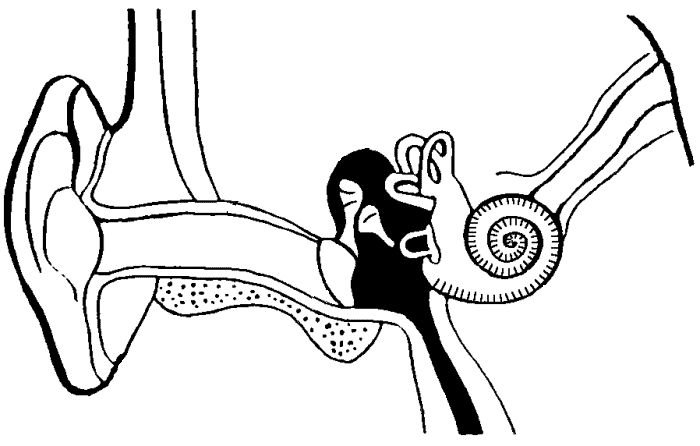 700x446 Eye And Ear Structures