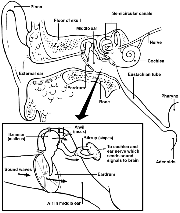590x699 Hearing Tests (Audiometry). Hearing Impairment Tests Patient