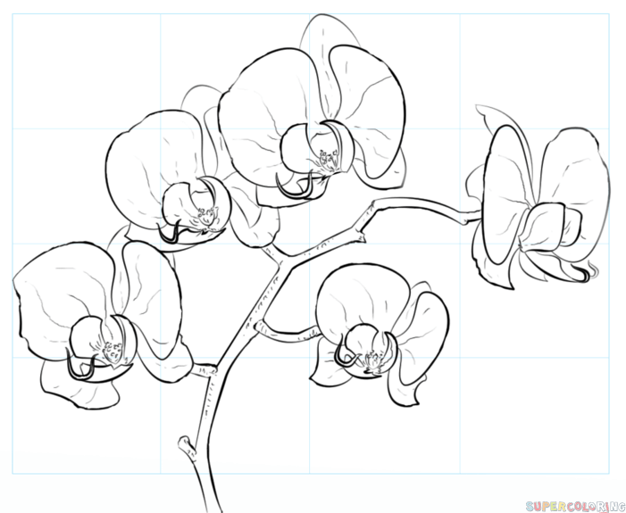 701x575 How To Draw An Orchid Step By Step Drawing Tutorials