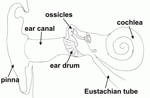 Parts Of The Ear Drawing at GetDrawings | Free download eye diagram to label enchanted learning 