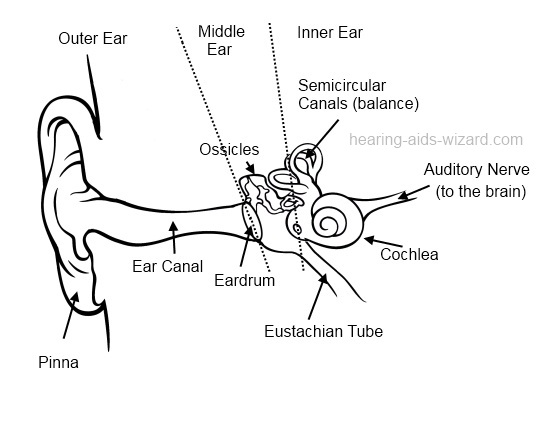 550x436 Human Ear Diagram