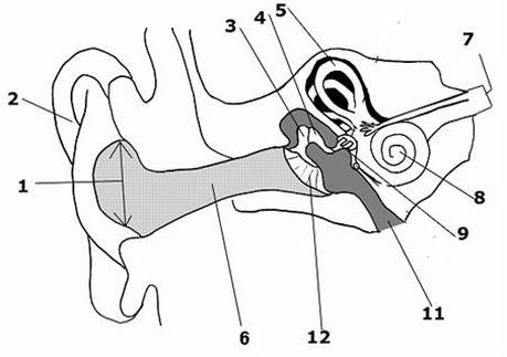 459x323 The Human Ear