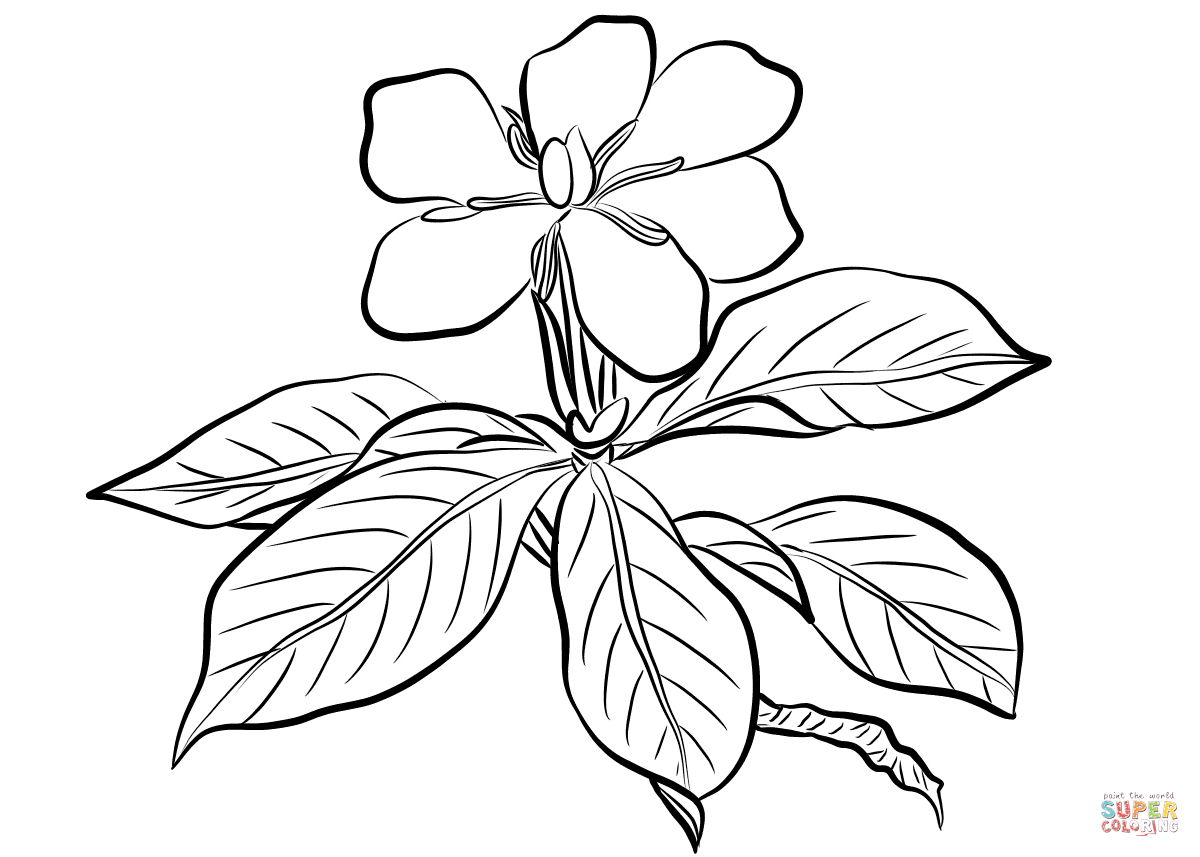 1200x857 Gardenia Flower Drawing Gardenia Amp Passion Flowers Pen Amp Ink