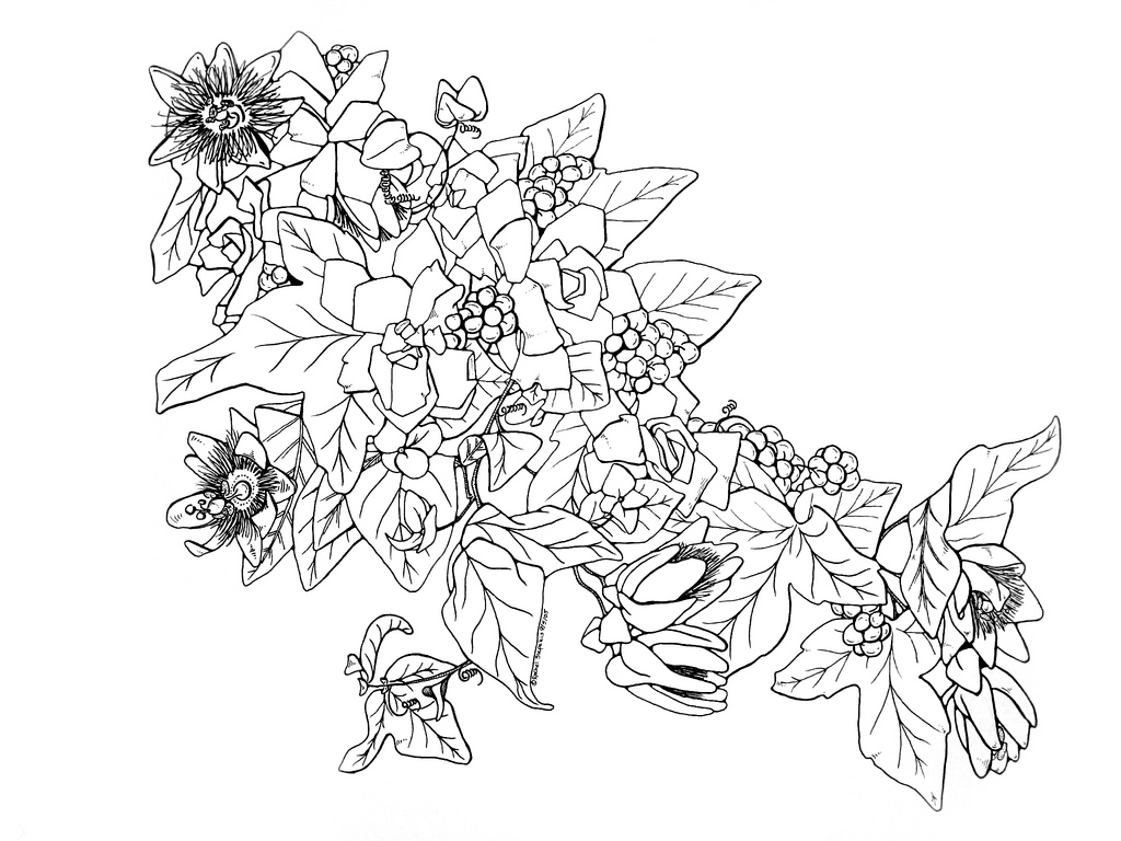 1024x768 Gardenia Amp Passion Flowers Pen Amp Ink, Copyright R E