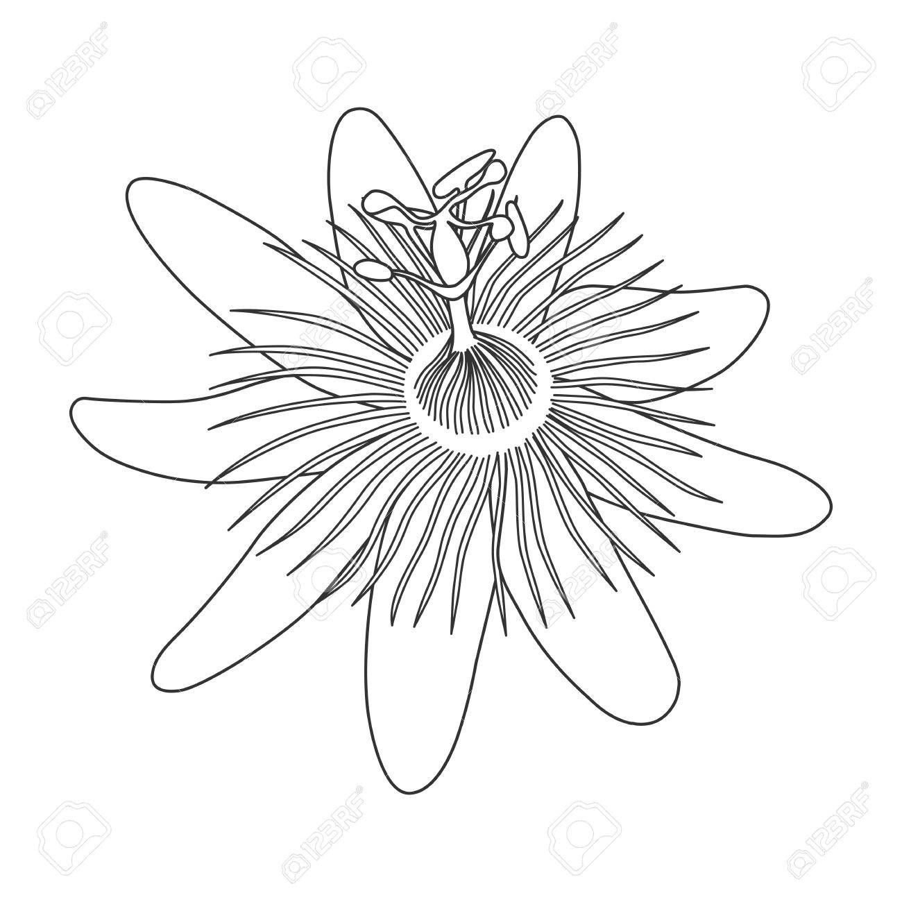 1300x1300 Isolated Hand Drawn Black Outline Monochrome Flower