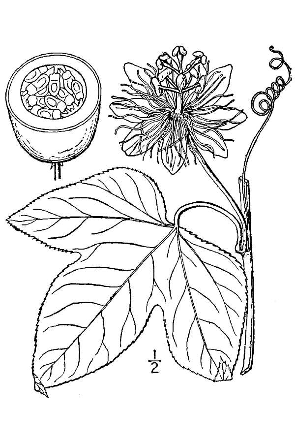 600x900 Large Image For Passiflora Incarnata (Purple Passionflower) Usda