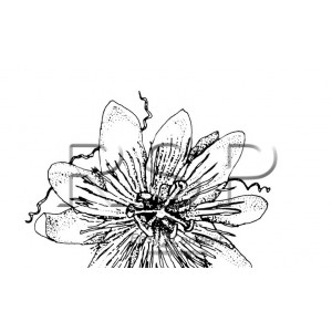 300x300 Nature Flowers