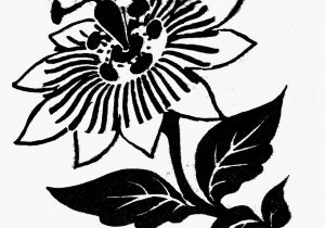 300x210 Passion Flower Drawing Paper Peacock