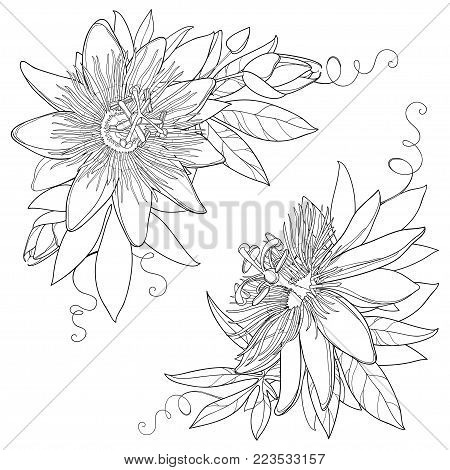 450x470 Passion Flower Images, Illustrations, Vectors