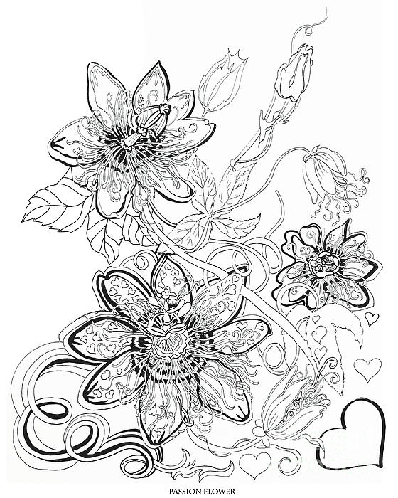 560x700 Passion Flowers Drawing By Johnnie Stanfield