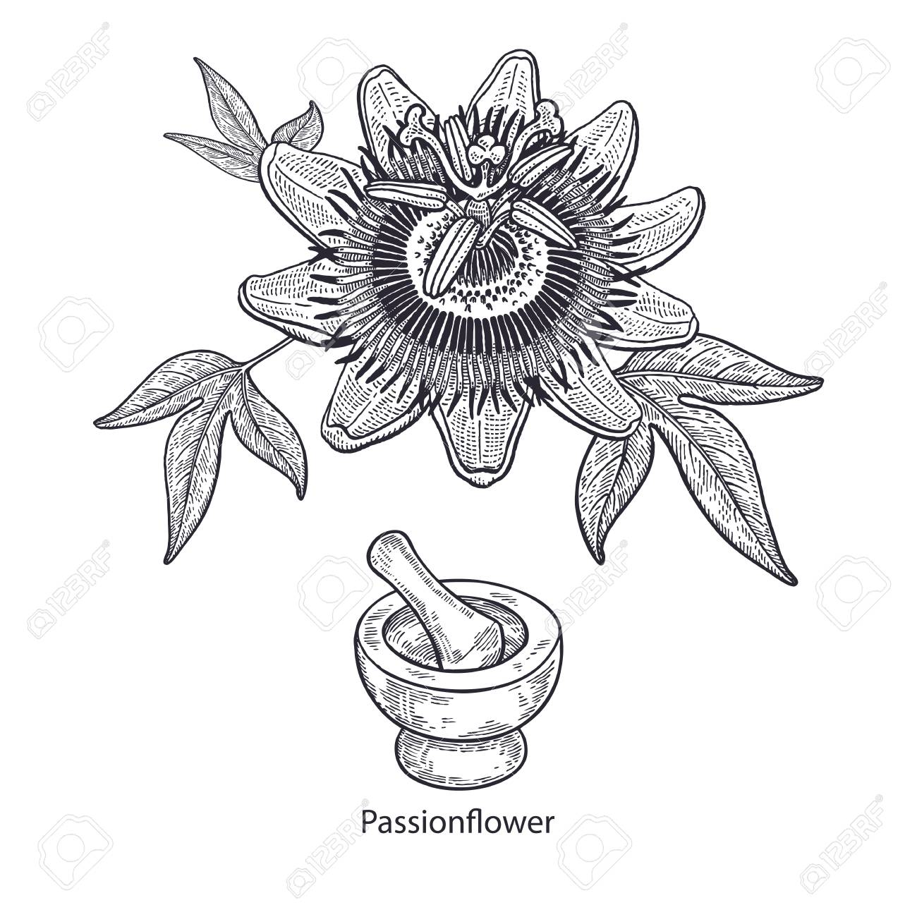 1300x1300 Realistic Medical Plant Passionflower, Mortar And Pestle. Vintage