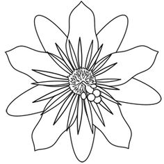 236x236 Floral And Fruit Drawings