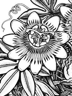 236x315 Image Result For Passion Fruit Wall Illustration Tattoo