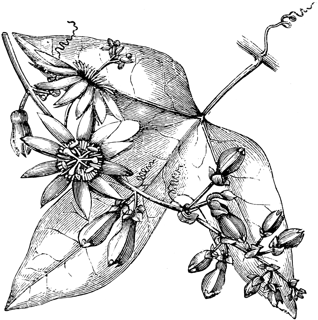 1017x1024 Leaf And Inflorescence Of Passiflora Racemosa Clipart Etc
