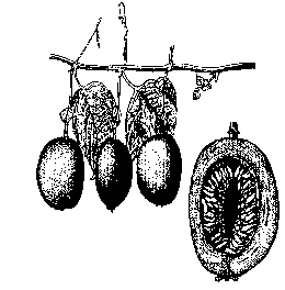 260x264 Passion Fruit Fruit Facts