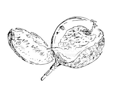400x300 Sketch Of Passion Fruit Premium Clipart