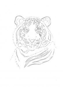 217x300 52 Best Tiger Drawings Images On Outline Drawings