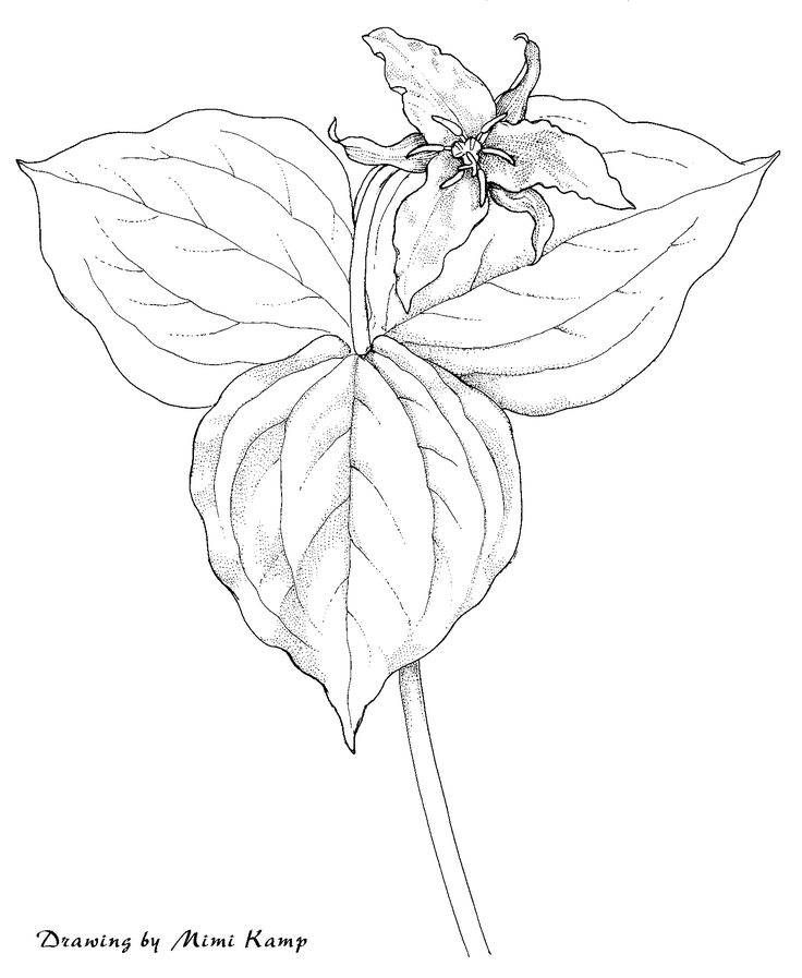 736x897 21 Best Artist Inspiration Images On Canvases